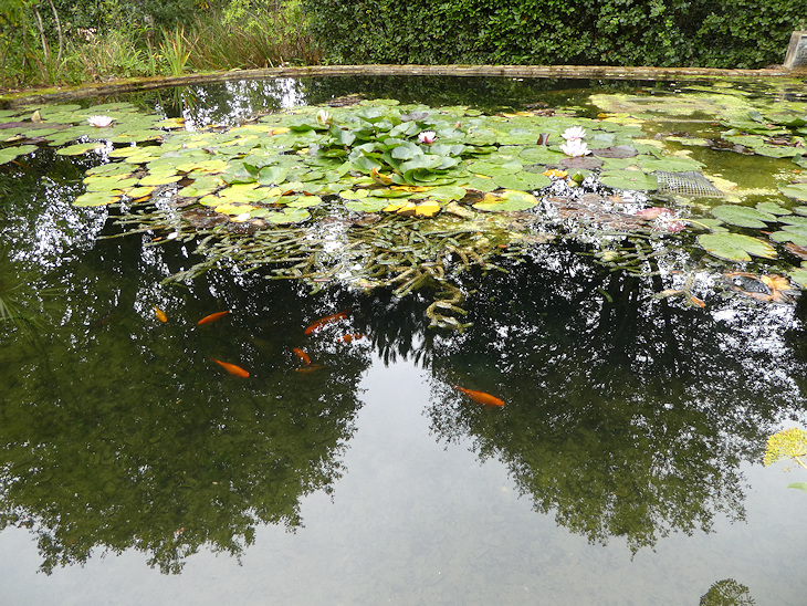 Abbotsbury Subtropical Gardens 3