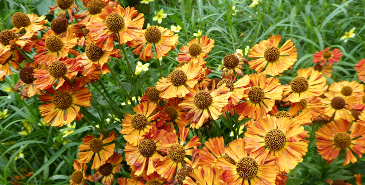 Abbotsbury Subtropical Gardens 5