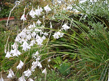 From Brenda Burt's Garden