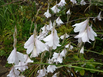 From Brenda Burt's Garden