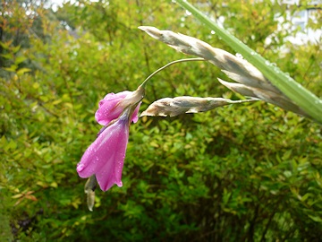 From Brenda Burt's Garden