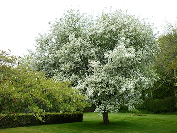 Chris Gibson's Garden