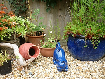 From Kay Moore’s Garden