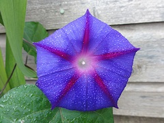 From Janet Pattison’s Garden