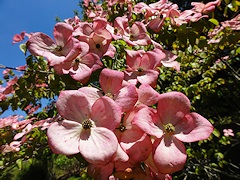 From Janet Pattison’s Garden