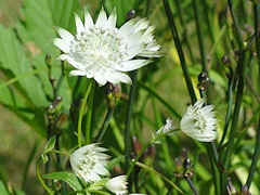 From Janet Pattison’s Garden