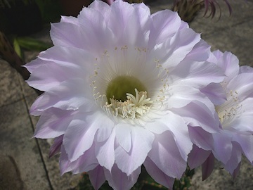 From Lawrence and Stephen Pine's garden ECHINOPSIS