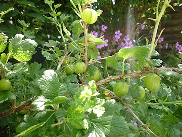 From Lawrence and Stephen Pine's garden