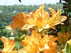 From Martin and Brenda Burt’s garden