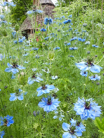 RHS Rosemoor