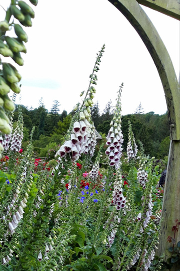 RHS Rosemoor