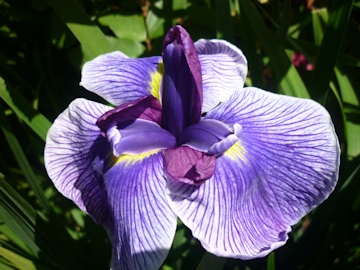 Lawrence and Stephen Pine's Garden