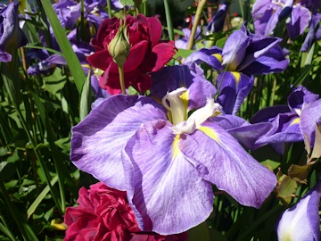 Lawrence and Stephen Pine's Garden