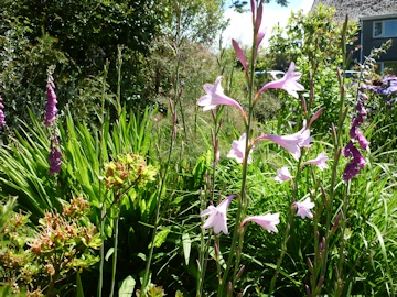 Lawrence and Stephen Pine's Garden