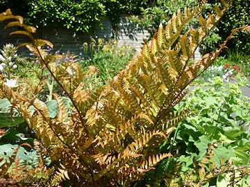 Lawrence and Stephen Pine's Garden