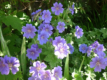 Lawrence and Stephen Pine's Garden