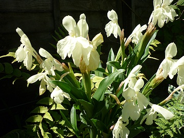 Lawrence and Stephen Pine's Garden