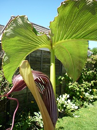 Lawrence and Stephen Pine's Garden