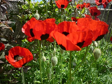 Lawrence and Stephen Pine's Garden