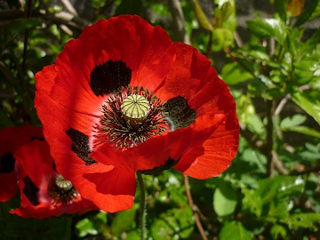 Lawrence and Stephen Pine's Garden