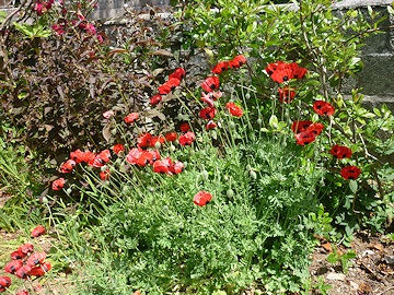 Lawrence and Stephen Pine's Garden