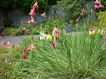 Lawrence and Stephen Pine's Garden