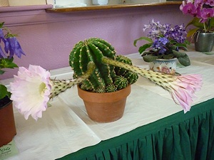 Pot Plant Flowering