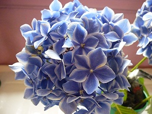 Hydrangeas