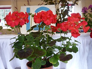 Pelargoniums