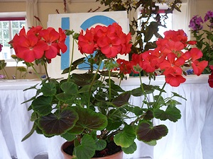 Pelargoniums