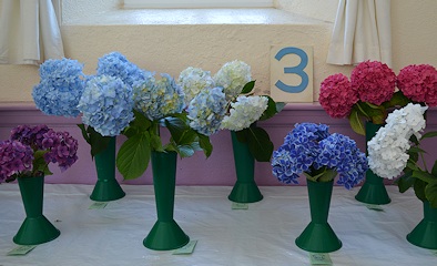 Hydrangeas