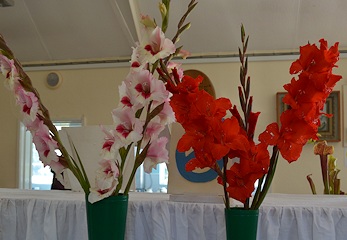 Gladioli