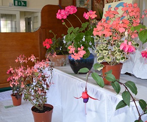 Pelargoniums