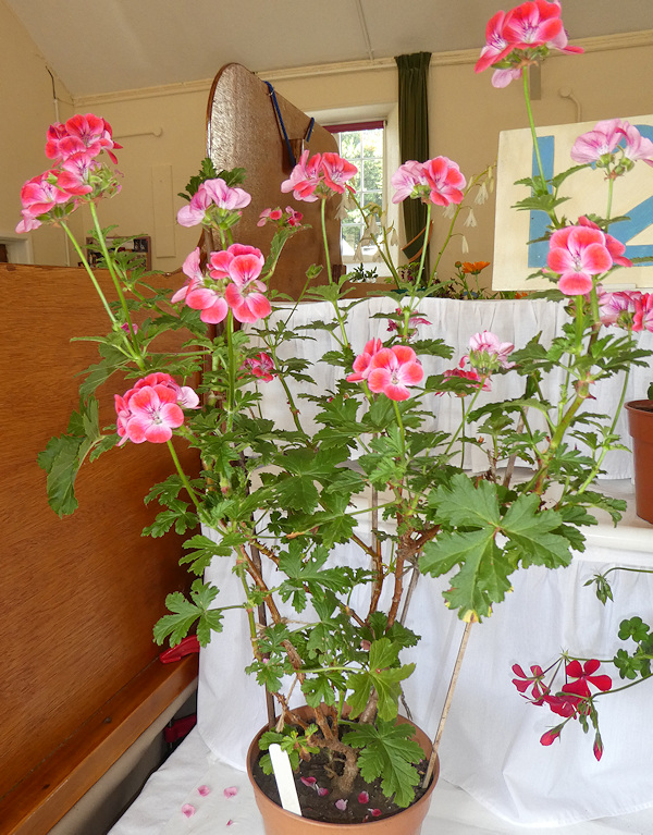 Pelargoniums