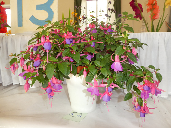 Fuchsias