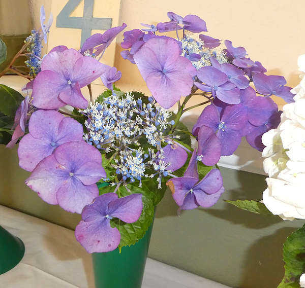 Hydrangeas Lacecap