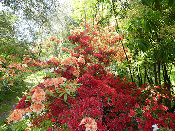 Azaleas