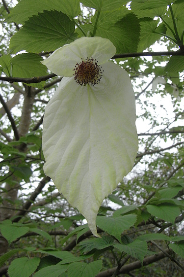 Trelissick Garden