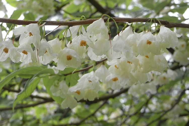 Trelissick Garden