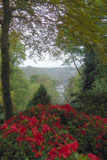 Trelissick Garden