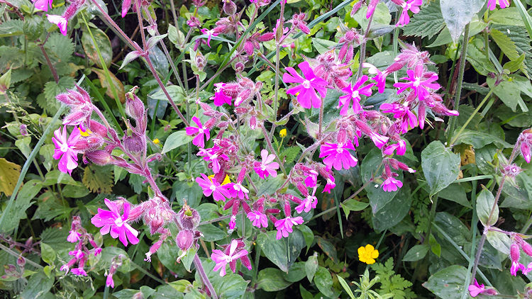 Meavy Garden Society on a wild flower walk