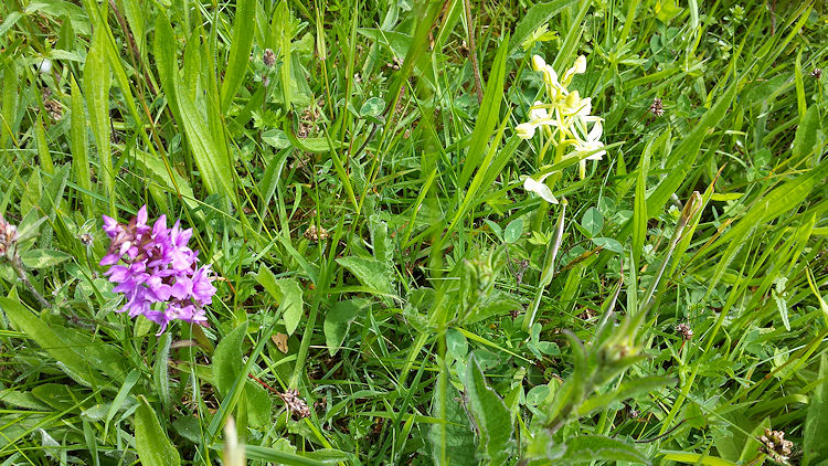 Meavy Garden Society on a wild flower walk