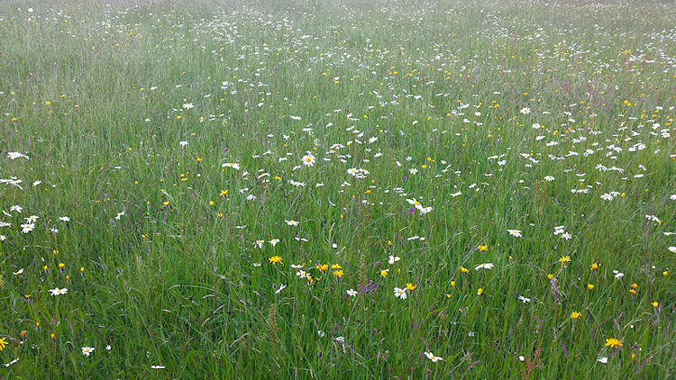 Meavy Garden Society on a wild flower walk