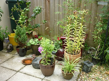 From Kay Moore’s Garden