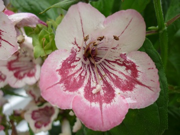 From Kay Moore’s Garden