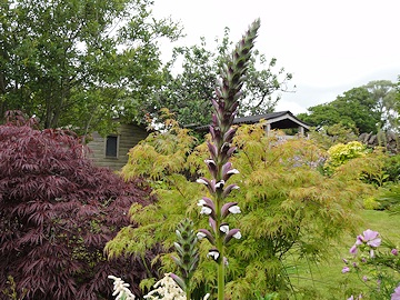 From Janet Pattison’s Garden