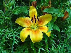 From Janet Pattison’s Garden