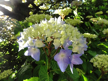 From Janet Pattison’s Garden