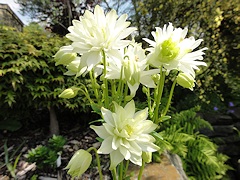 From Janet Pattison’s Garden