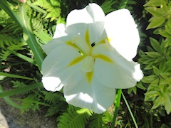 From Janet Pattison’s Garden